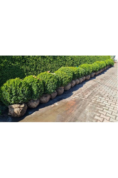 Самшит вічнозелений Куля